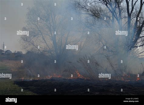 Cleaning The Fields Of The Reeds And Dry Grass Natural Disaster