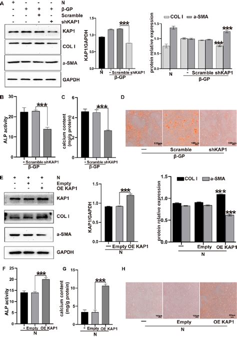 Kap Modulates Osteogenic Differentiation Via The Erk Runx Cascade In