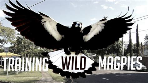 Training Australias Dangerous Magpies Youtube