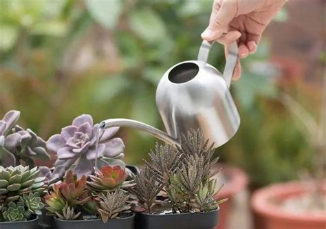 Aprende cómo regar plantas suculentas para que luzcan geniales