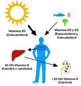 Todo Sobre La Vitamina D Nutri Train