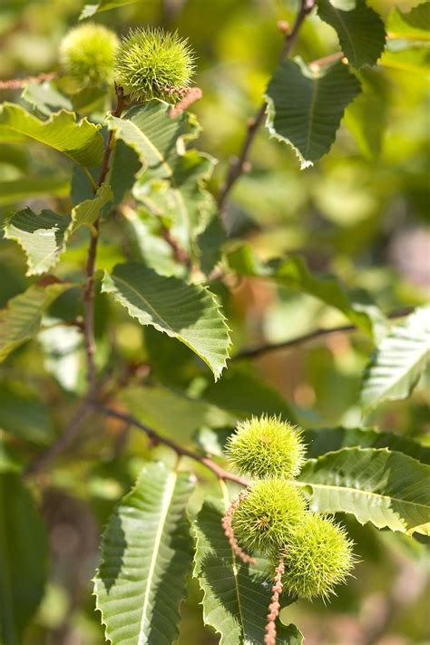 What Kind Of Tree Produces Spiked Round Balls And What Are Their