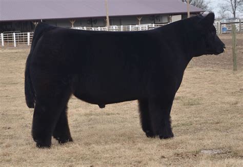 Show Steer