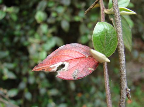 Starr Cotoneaster Pannosus Leaves Campground P Flickr