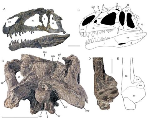 Encuentran Fósiles De Un Nuevo Dinosaurio En La Patagonia