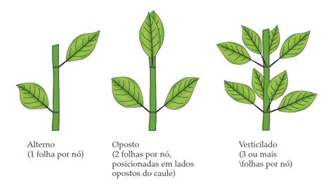 Classificação De Folhas Filotaxia De Folhas Simples Imagem Retirada Do Livro Sistemática