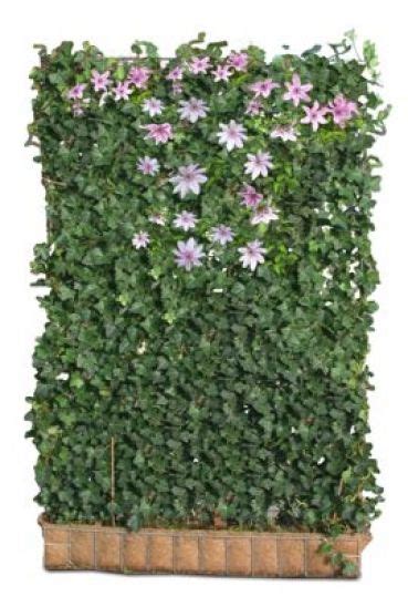 Mobilane Fertighecke Efeu 180 X 120 Cm Garten Bronder Shop