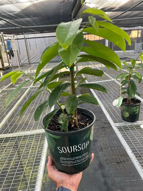 Soursop Tree Green Thumb Nursery