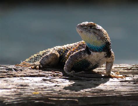 Desert Nwr Yellow Backed Spiny Lizard