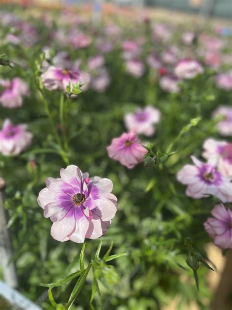 The Ranunculus Season At Monarch Flowers Is In Full Swing Monarch Flowers