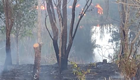 Fogo consome vegetação em área de 35 mil metros na zona rural de