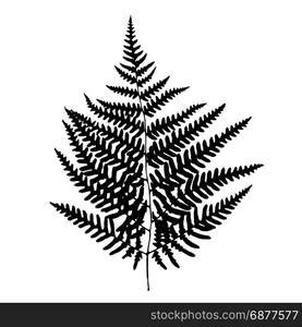 Fern leaf silhouette. Vector illustration — Stockphotos.com