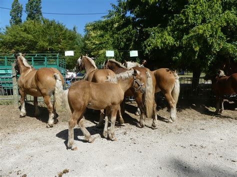 Des Pouliches Trait Lourdes Au Parc De La L Re Le Petit Journal