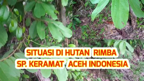 SITUASI DI HUTAN RIMBA SP KERAMAT ACEH INDONESIA YouTube