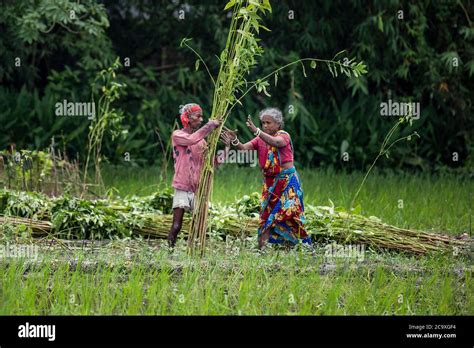 Jute Bangladesh Hi Res Stock Photography And Images Alamy