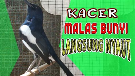 Ngeplong Pagi Hari Nyaut Gacor Terapi Kacer Gagu Buat Pancingan Kacer