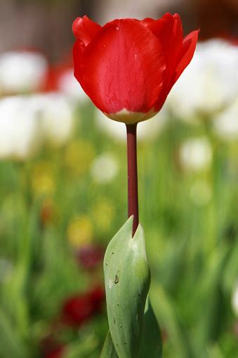 Bunte Tulpe Blume Tulpe Blume Und Grüne Blätter Hintergrund Schöne