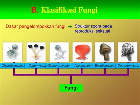 Ciri Ciri Zygomycota Ascomycota Basidiomycota Deuteromycota Jamur