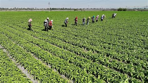 小镇味道香飘大湾区 张掖甘州10万亩供粤港澳蔬菜种植忙凤凰网甘肃凤凰网