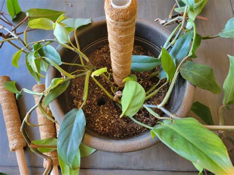 How To Use Moss Poles For Houseplants With Pictures