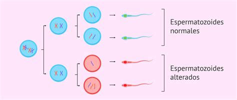 Qu Es La Espermatog Nesis