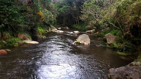 Conozca La Historia Del Capitán De La Sabana Un Pez único Del Río Bogotá Semana