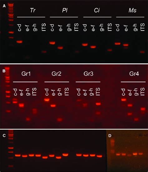 Pcr Amplifi Cation Of Three Fragments Of The Trn L Gene Primers C D