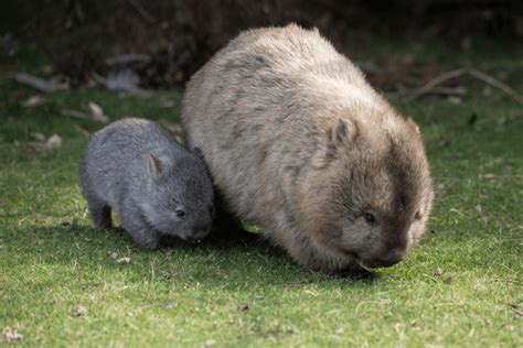 343 Baby Wombat Royalty-Free Images, Stock Photos & Pictures | Shutterstock