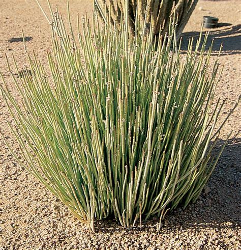 Candelilla | Plants, Landscaping plants, Desert landscaping