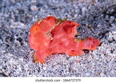 Painted Frogfish Stock Photos Images Photography Shutterstock