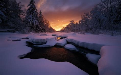 Wallpaper Sunlight Trees Landscape Forest Sunset Night Nature