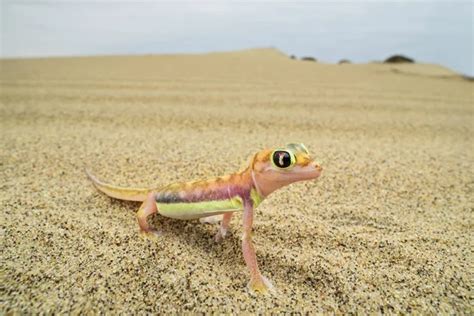 Gecko From Namib Sand Dune Namibia Pachydactylus Rangei Web Footed