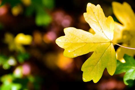 Kostenlose Bild Natur Flora Blatt Pflanze Herbst Blätter Baum Eiche