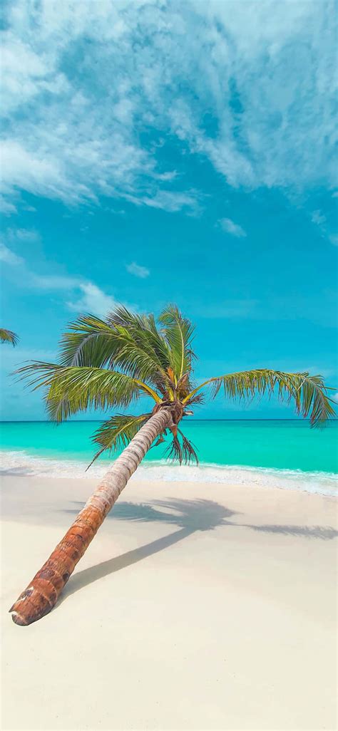 [100 ] Palm Tree Beach Wallpapers