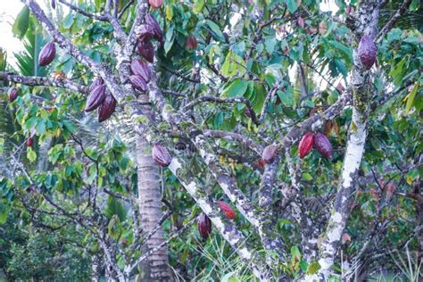 Theobroma Cacao L Or Red Cocoa Fruit On Its Tree Raw Cacao Beans