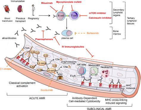 Schematic Representation Of Antibody Mediated Rejection Pathophysiology