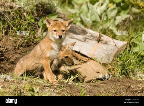 Wolf Pups Hi Res Stock Photography And Images Alamy