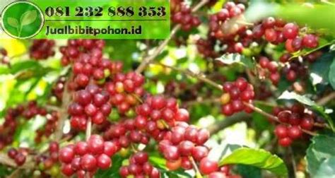 Bibit Kopi Robusta Arabica Dll Siap Tanam Jual Pohon Besar