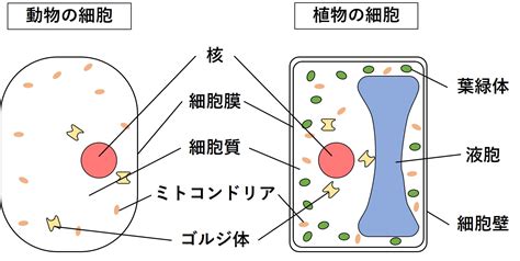 細胞のつくりをわかりやすく解説！【中学 理科】｜かめのこブログ