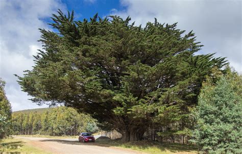 Hesperocyparis Macrocarpa Monterey Cypress Description