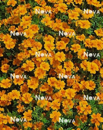 Tagetes Tenuifolia Tangerine Gem