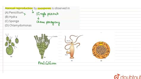 Sponge Asexual Reproduction