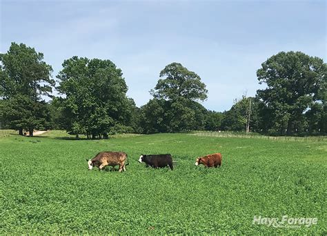 Stockers Performed Well On Alfalfa Bermudagrass Pastures Hay And