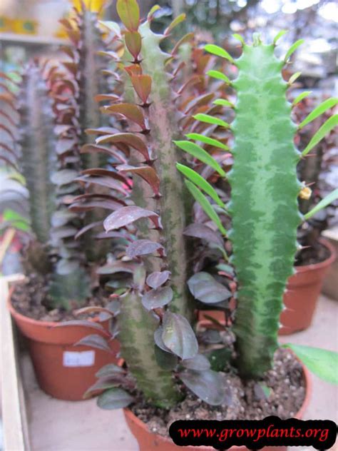 Euphorbia trigona - How to grow & care