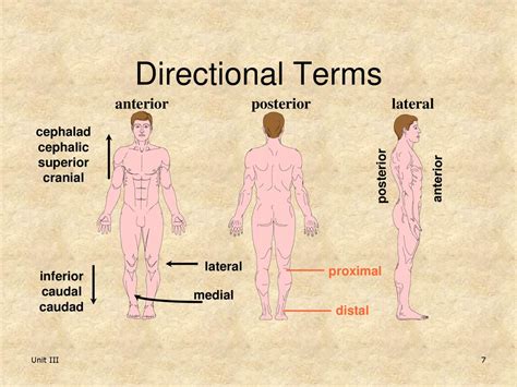 The Human Body Anatomical Regions And Directions Ppt Download