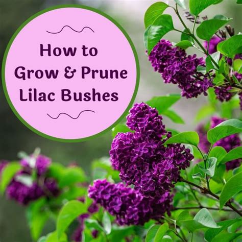 How To Grow And Prune Lilac Bushes Dengarden