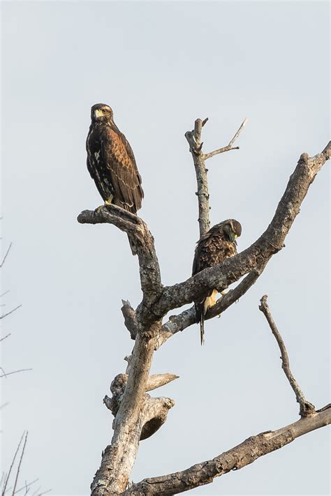 Foto gavião asa de telha Parabuteo unicinctus Por Octavio Campos