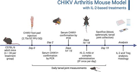 CHIKV Post Acute Arthritis Mouse Model With IL2 Based Treatments