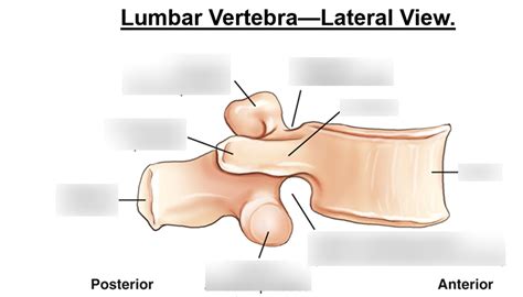 Lumbar Vertebra Lateral View Diagram Quizlet