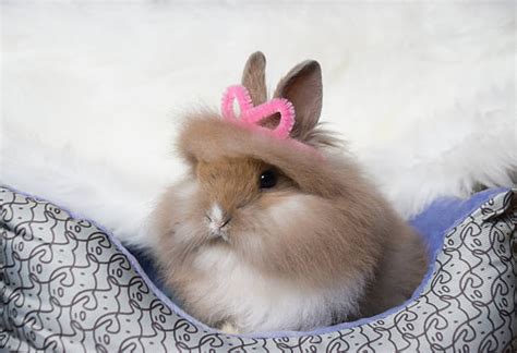 490+ Lionhead Rabbit Colors Stock Photos, Pictures & Royalty-Free Images - iStock